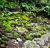 Gathering Moss W/ Zarate