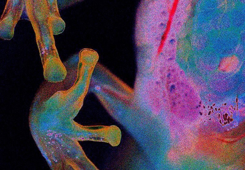 Shadow Dance w/ Salamanda