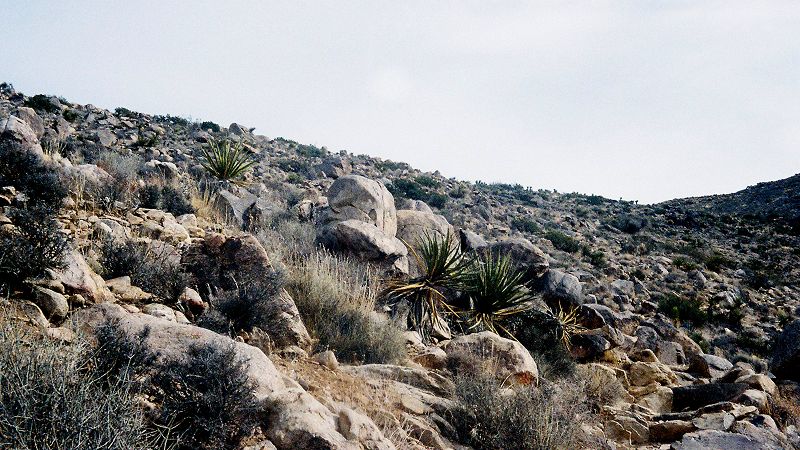 My Own Private Rodeo