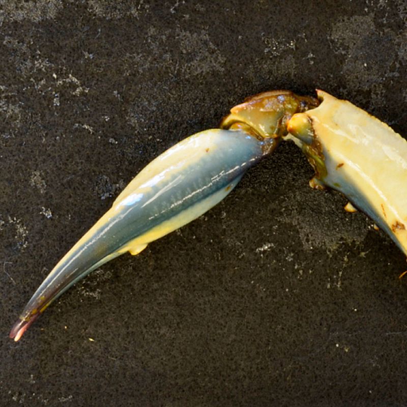 Geologist Presents: The O'Brien System