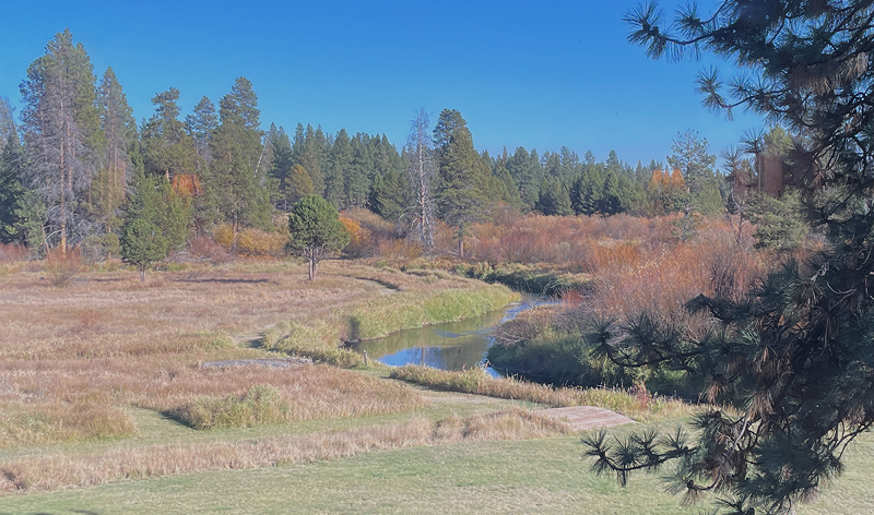 The Head Zone w/ Ripley Johnson