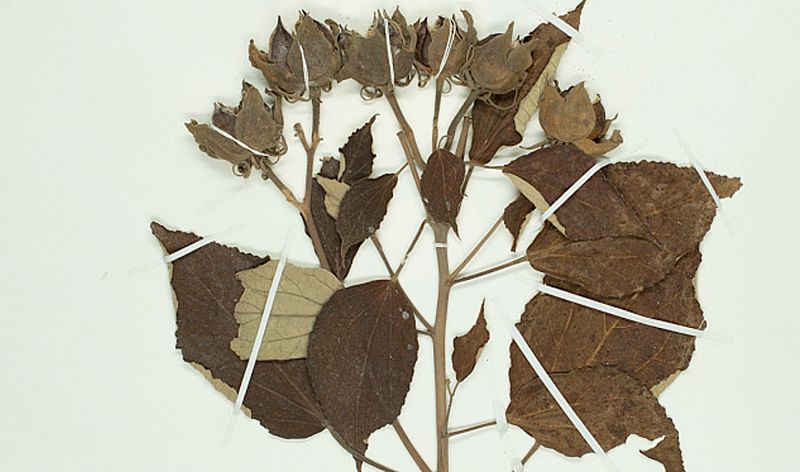 Geologist Presents: The O'Brien System