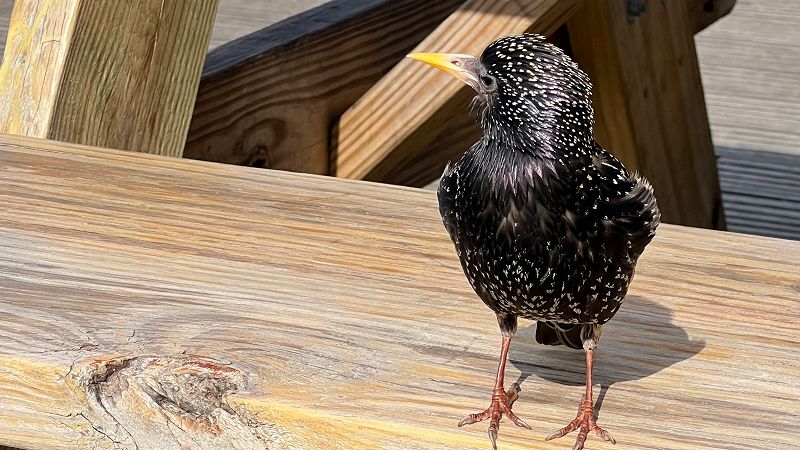 monkeys wedding w/ clipper