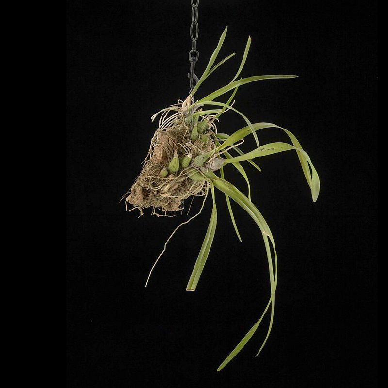 Geologist Presents: The O'Brien System