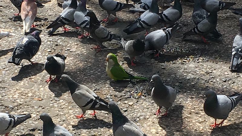 The Early Bird Show w/ Lung Dart