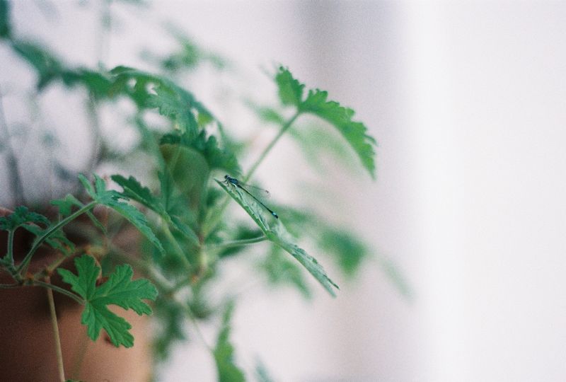 Cbd Dreams w/ lea makita