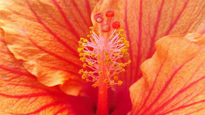 FUNMILAYO W/ NACHO E