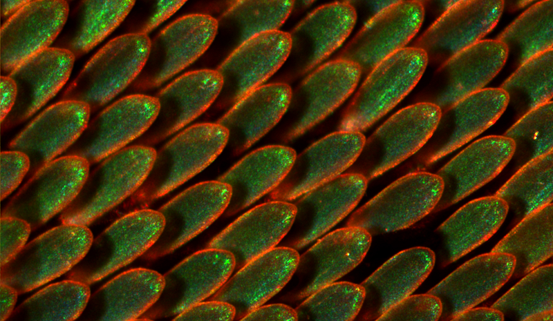 Circle Packing w/ Occo