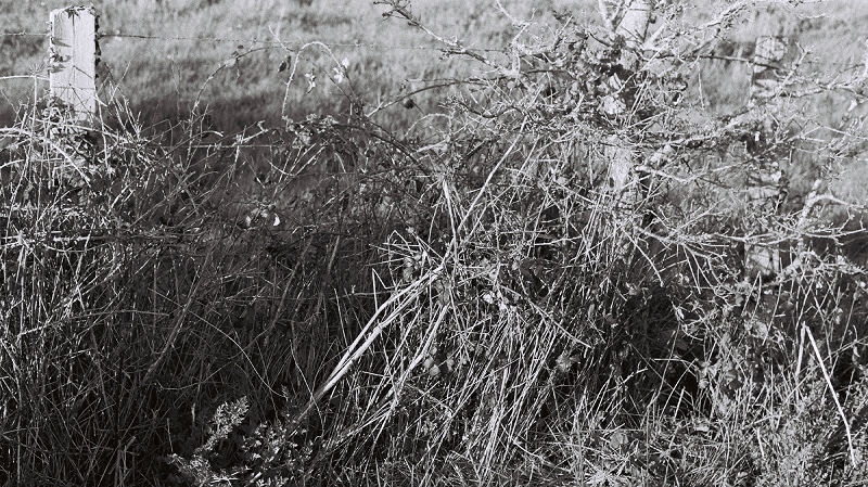 The Early Bird Show w/ PAM