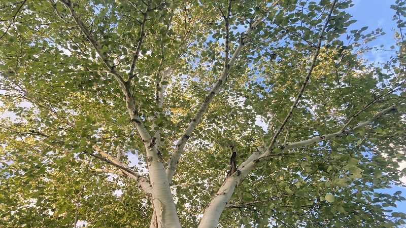 Errare w/ Nak and DJ Rain