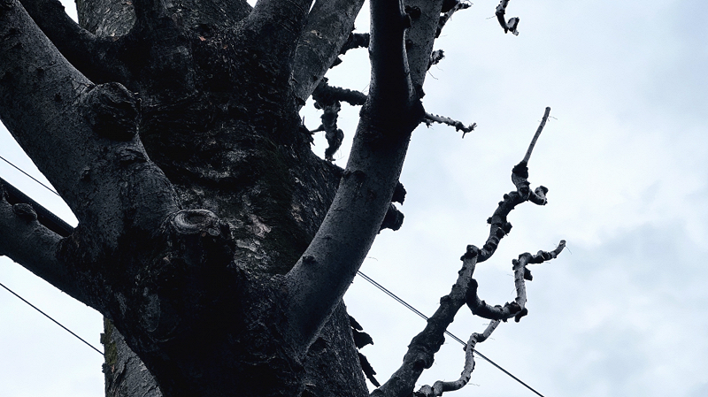 omichive’s bookshelf