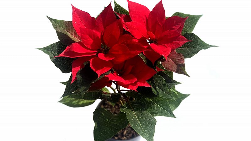 CDMX Tapes w/ Loris & Goro