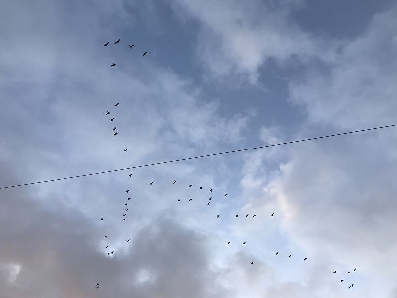 Phil's Jazz Dis-Junction