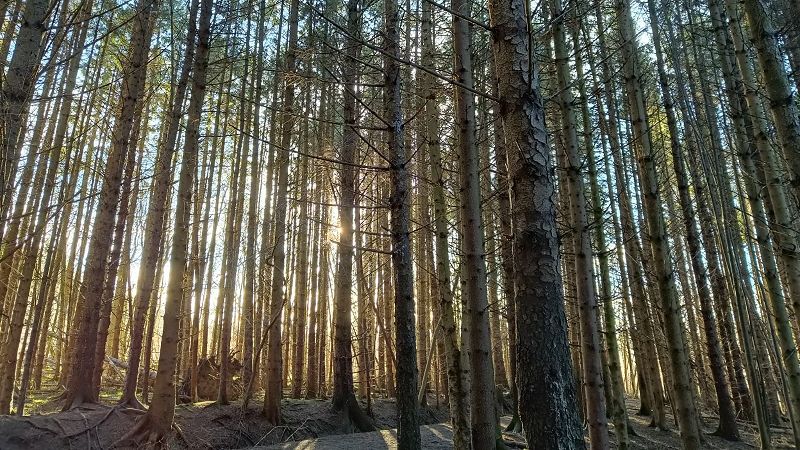 Affirmations of Peace w/ Ross Marmion