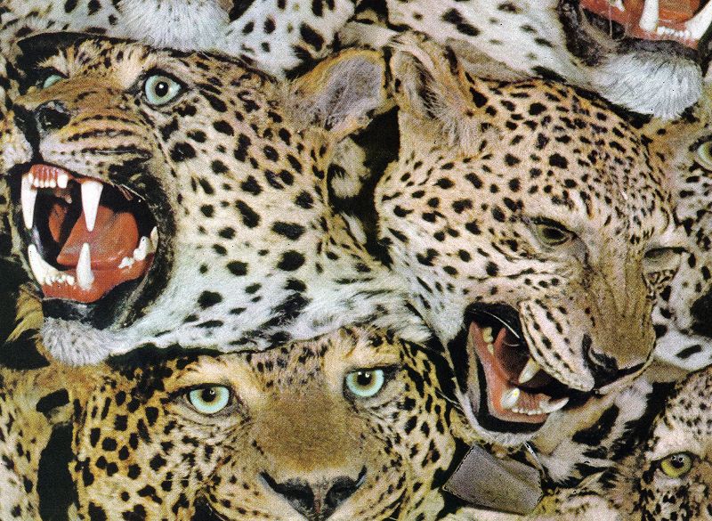 S K Y A P N E A w/ The Reanimation Library