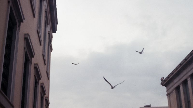 Oneiro W/ Zoi Tzamtzi