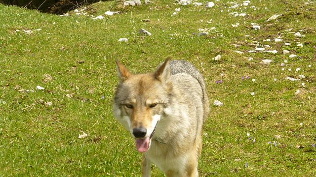 Obsidian Dreams w/ Bitter Babe