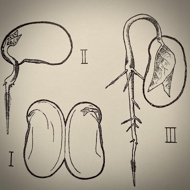 Proteus W/ Bednarski