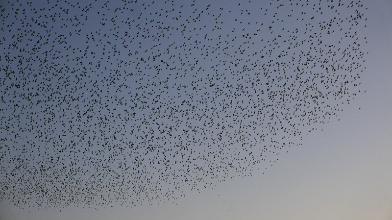 Phil's Jazz Dis-junction w/ Deniz Cuylan and Julie Sassoon