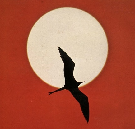 Insolar w/ Cami Layé Okún