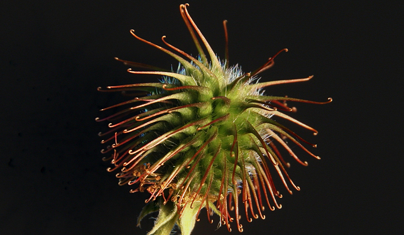 Circle Packing w/ Occo