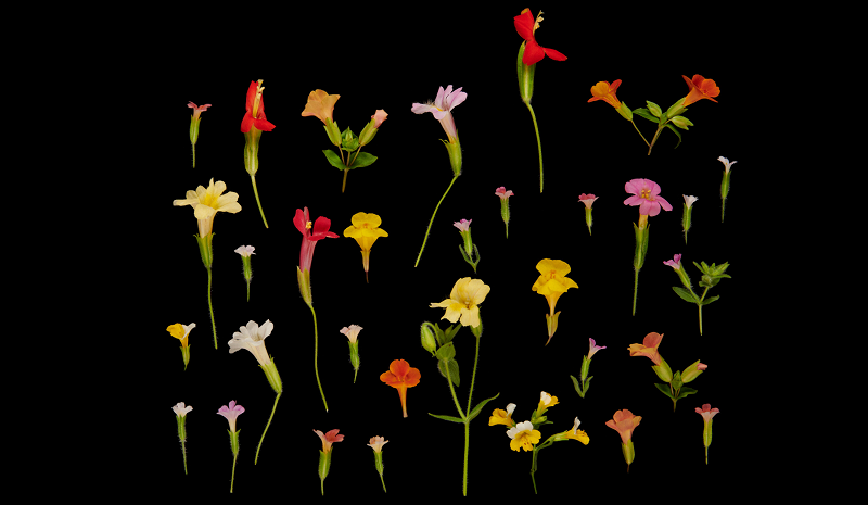 Circle Packing w/ Occo