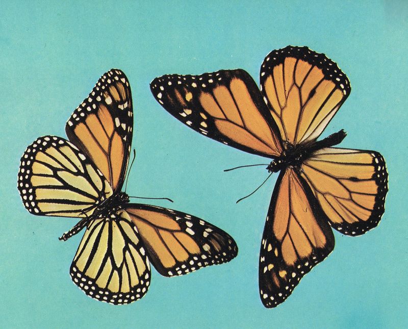 Machines of Loving Grace w/ Midwife