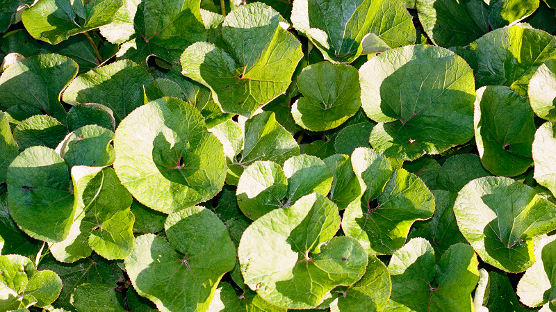 The Early Bird Show w/ PAM