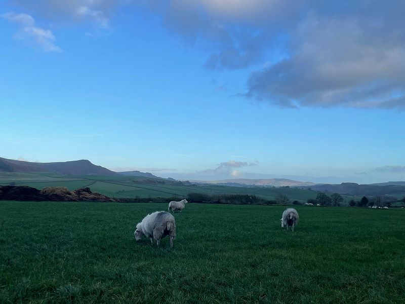 Thea HD