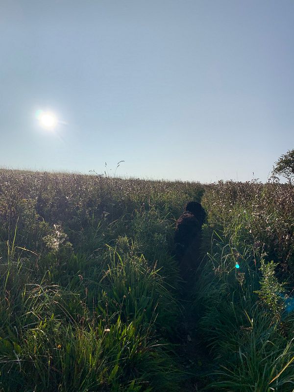 IMBOLC JOY w/ CARMICHAEL