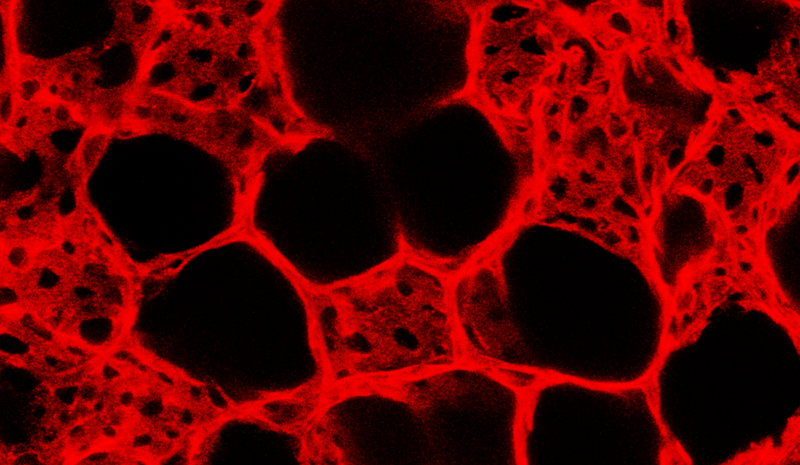 Circle Packing w/ Occo