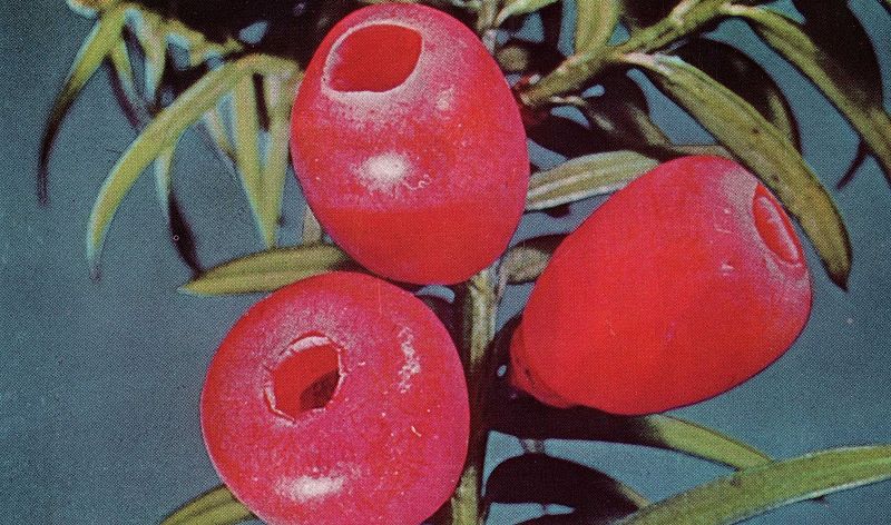 Machines of Loving Grace w/ Midwife