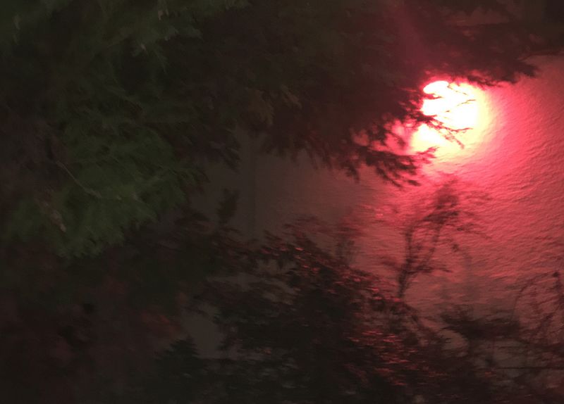 Pender Street Steppers