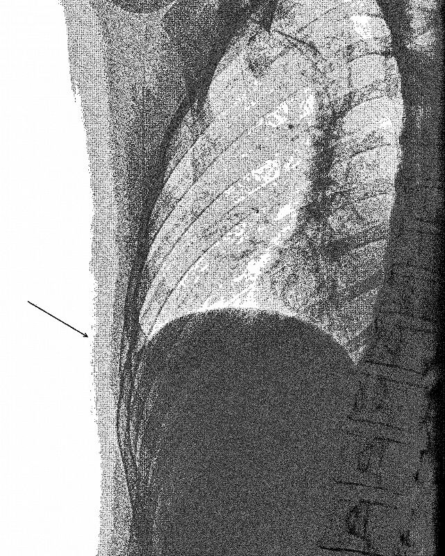 Cold Pizza w/ Stud1nt