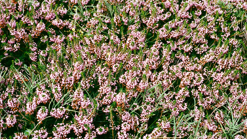 The Early Bird Show w/ PAM