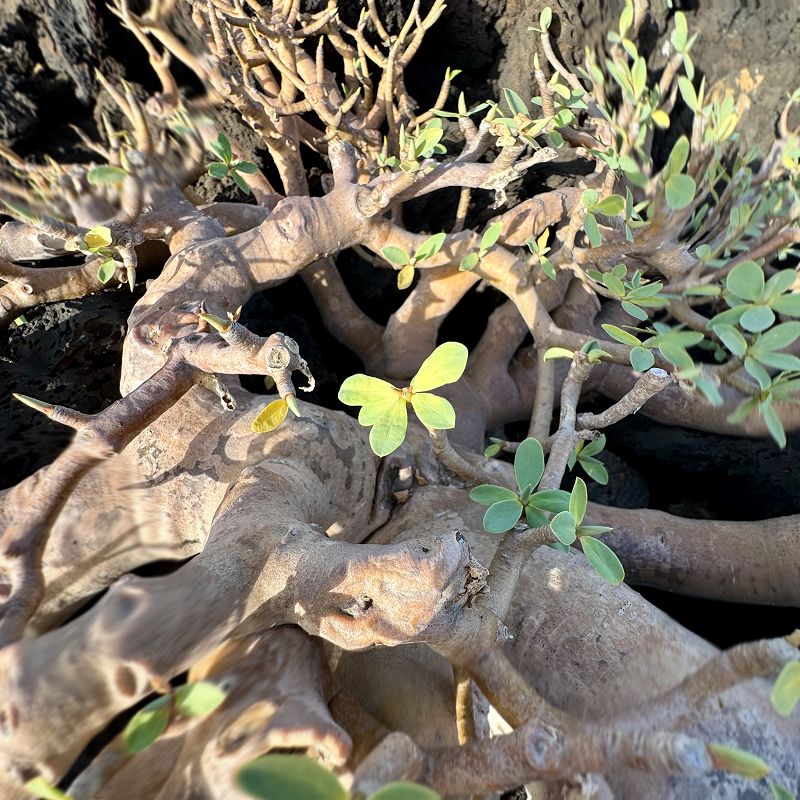 Pacing The Platform w/ upsammy