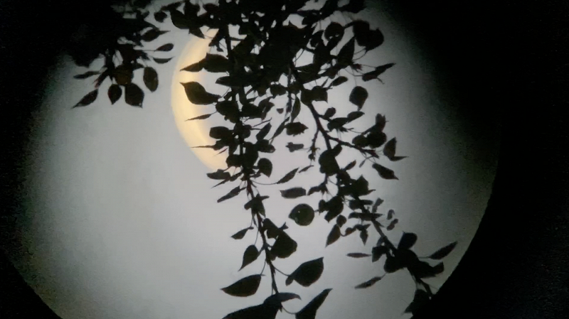 PAVEL MILYAKOV: A Dedication to Yana Pavlova