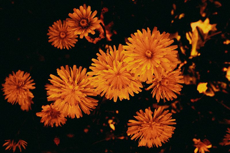 THE MUSIC OF THE UNIVERSE 