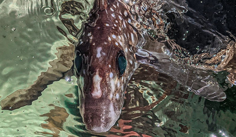 Circle Packing w/ Occo