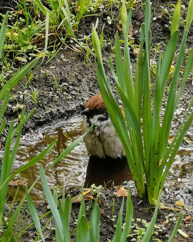 ГОСТ ЗВУК (GOST ZVUK) w/ Stas Sharifullin