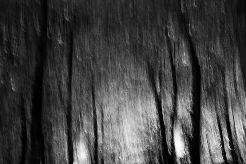 joy in the deep woods w/ biolzz