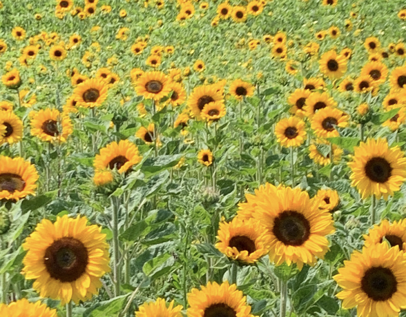 Ambient Abracadabra w/ Ingri Høyland