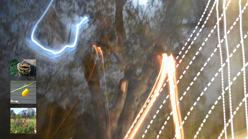 Lepidoptera Life w/ Sybil Jay