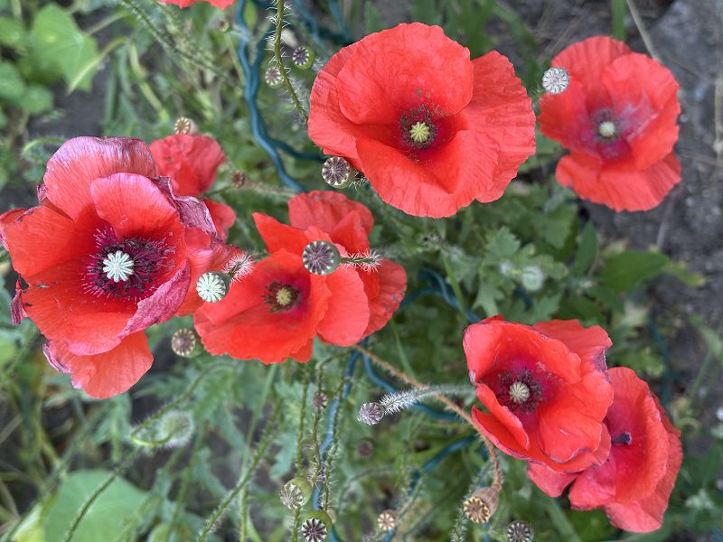 Ambient Abracadabra w/ Sofie Birch