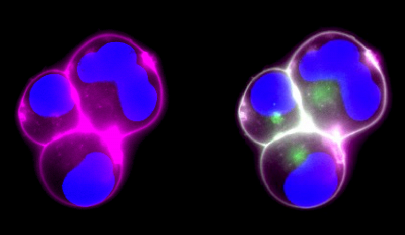 Circle Packing w/ Occo