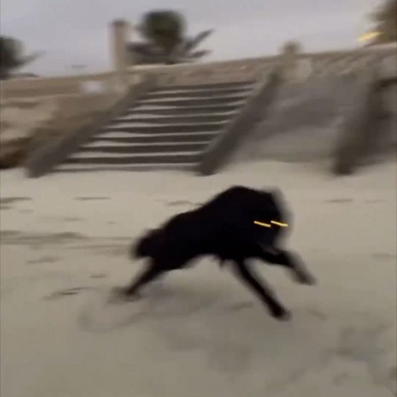 Blooming In Filth w/ CRISIS ACTING