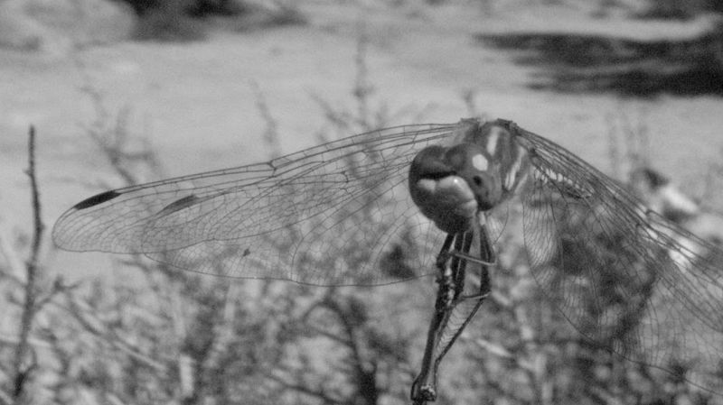 SLOW EROSION W/ STEVEN LEAR