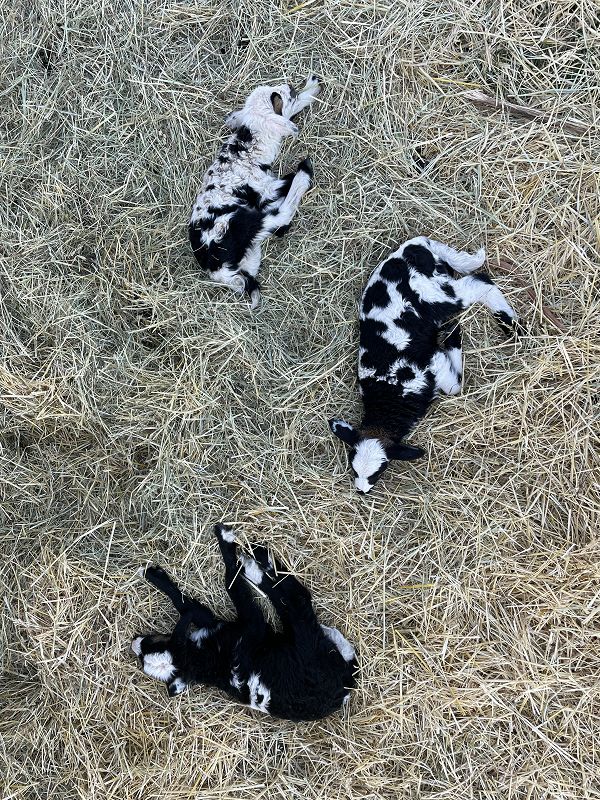 BRAIN ZAPS W/ LADONNA