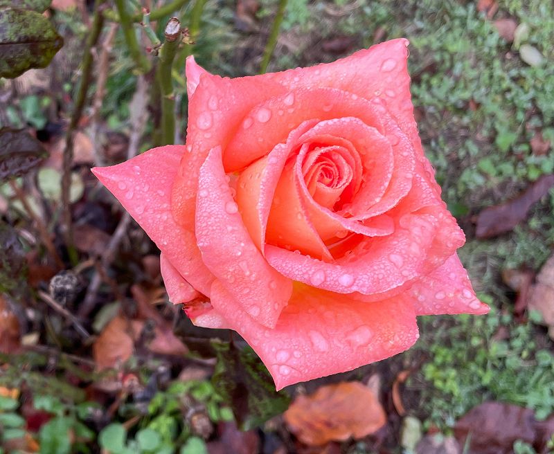 The Head Zone w/ Ripley Johnson