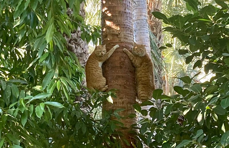 All Styles All Smiles